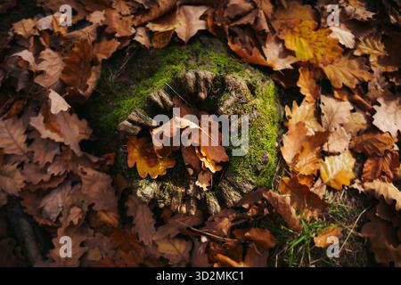 Gros plan de texture d'écorce d'arbre avec motifs mousse et naturel Banque D'Images