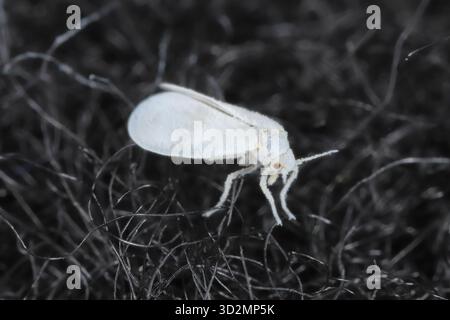Mouche blanche du chou (Aleyrodes proletella), espèce de mouche blanche de la famille des Aleyrodidae. Parasite des plantes. Un minuscule insecte a atterri sur le tissu noir. Banque D'Images