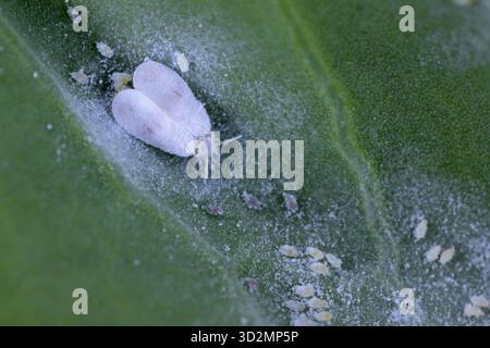 Mouche blanche du chou (Aleyrodes proletella), espèce de mouche blanche de la famille des Aleyrodidae. Parasite des plantes. Une femelle ailée et des œufs pondus sur une feuille de chou Banque D'Images