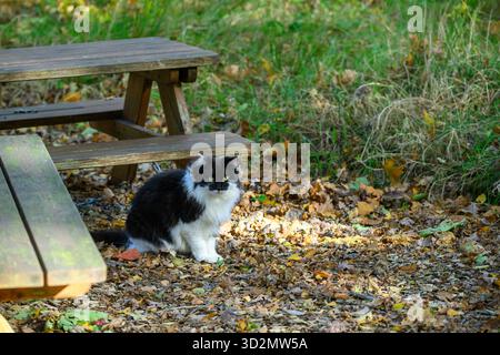 Un chat noir et blanc est assis tranquillement sur le sol couvert de feuilles d'automne. La table de pique-nique en bois est à proximité, entourée d'une scène extérieure paisible Banque D'Images