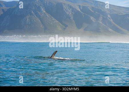 Baleines à Hermanus Bay, Afrique du Sud. Mère avec bébé. Banque D'Images