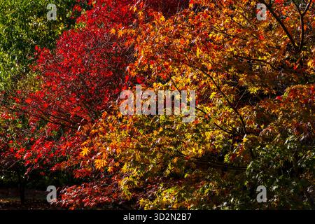Exbury Gardens, New Forest National Park, Hampshire Royaume-Uni. 2 novembre 2025. Météo Royaume-Uni : chaude journée d'automne avec des intervalles ensoleillés montrent les superbes couleurs de l'automne à Exbury Gardens, New Forest National Park, Hampshire. Crédit : Carolyn Jenkins/Alamy Live News Banque D'Images