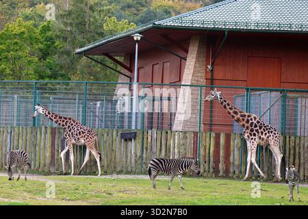 Zèbres et girafes pâturant dans une enceinte verte Banque D'Images