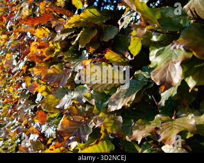 Haie de hêtre en automne, Cambridgeshire, Angleterre Banque D'Images