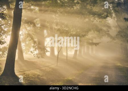 Un chemin de forêt de terre est illuminé par la lumière dorée du soleil qui traverse les arbres brumeux, créant une scène boisée magique et paisible. Banque D'Images