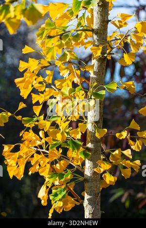 Gingko Biloba 'Fastigiata' avec des feuilles jaune doré vif en automne. Banque D'Images