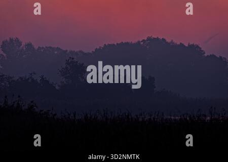 Un photographe animalier solitaire traverse une prairie brumeuse à l'aube, portant un trépied sur son épaule. La lumière douce filtre à travers le brouillard du matin Banque D'Images