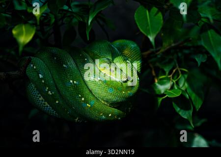 Le python d'arbre vert (Morelia viridis) s'est enroulé gracieusement sur une branche dans son habitat tropical. corps vert vif Banque D'Images
