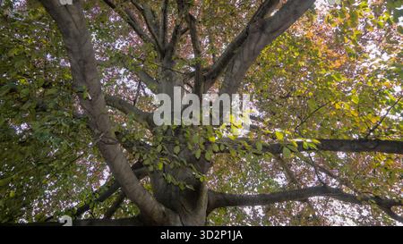 Vue vers le haut dans la couronne d'un hêtre rouge (Fagus sylvatica), montrant un feuillage dense et des ramifications sur le ciel. Banque D'Images