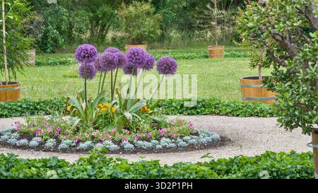 Allium 'Gladiator' fleuri dans un parc, affichant de grandes tiges et des têtes de fleurs sphériques violettes vibrantes. Banque D'Images