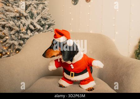 Un teckel noir dans un costume de Père Noël est assis sur une chaise grise dans une pièce sur un fond d'arbre de Noël, portrait du nouvel an d'un animal Banque D'Images