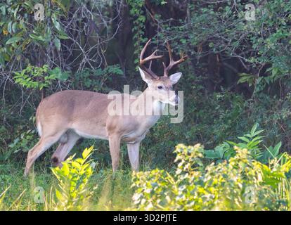 Un cerf mâle de Virginie (Odocoileus virginianus) dans la lumière du petit matin au parc d'État de Brazos Bend, près de Houston, Texas. Banque D'Images