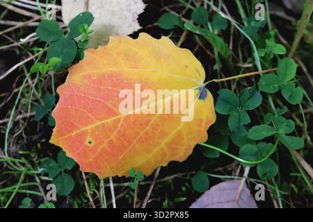 Feuille jaune-rouge parmi les petites pousses vertes de trèfle et d'herbe sèche Banque D'Images