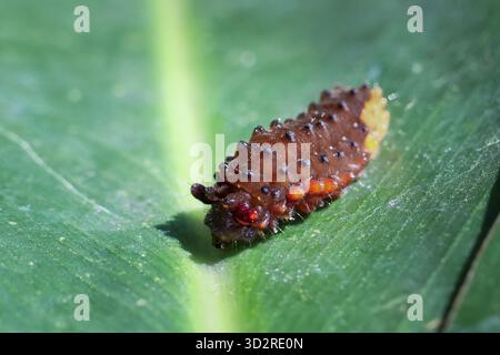 Larve de chenille brune Spiky rampant sur une feuille verte vibrante dans la nature. Cette photo macro en gros plan capture les détails complexes et la texture de l'insecte et du p. Banque D'Images