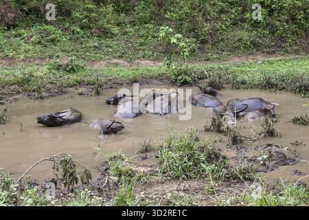 Troupeau de buffles d'eau se trouve submergé dans un bassin boueux, paraissant épuisé et cherchant à se soulager de la chaleur dans une campagne verdoyante et luxuriante Banque D'Images