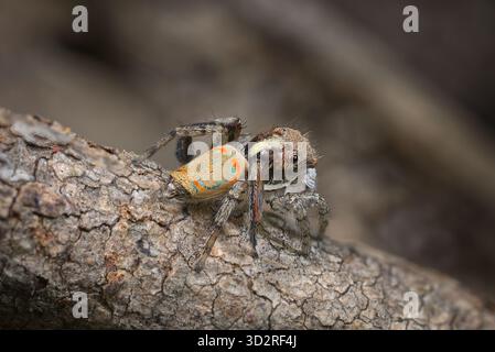 Une araignée à paon mâle (Maratus pavonis). L'araignée paon 'originale' ; l'épithète pavonis vient du latin pour paon. Banque D'Images