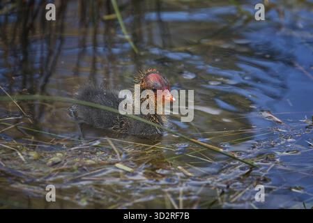 Un poussin de l'Australia Coot (Fulica atra) photographié dans un parc local. Banque D'Images