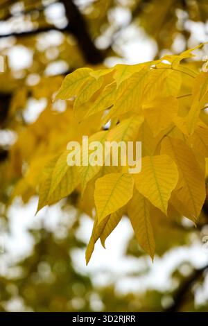 Feuilles d'automne jaune vif d'un frêne Banque D'Images