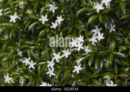 Serein beau fond de plante de jasmin de crêpe vert luxuriant. gros plan montre petite fleur blanche avec une sensation de fraîcheur dans le jardin naturel Banque D'Images