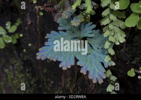 Fougère délicate avec des frondes bleues et vertes éclatantes évoque un sentiment de calme et de beauté naturelle, mettant en valeur des motifs de feuilles complexes et une connexion à la sérénité Banque D'Images