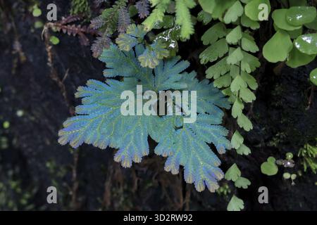 Vibrante et turquoise fougère déploie ses délicates frondes sur fond de feuillage vert luxuriant. les motifs complexes des feuilles évoquent un sentiment de tranquillité et Banque D'Images