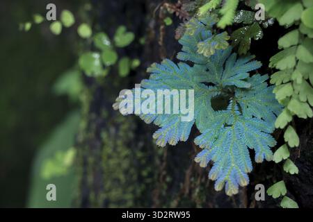 Vibrante et turquoise fougère déploie ses frondes délicates contre une écorce sombre et texturée, évoquant un sentiment d'émerveillement et la beauté sereine de la nature Banque D'Images
