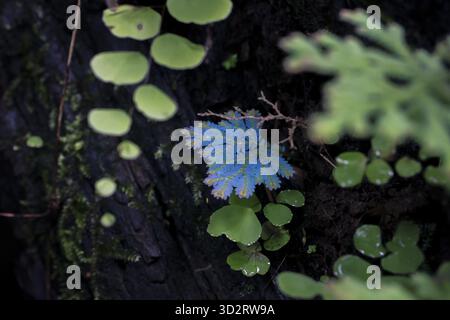 Gros plan de délicates fougères bleues et vertes avec un sens de merveille naturelle et une croissance sereine Banque D'Images