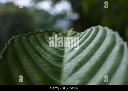 Gros plan serein macro de feuille verte fraîche montrant sa texture veineuse complexe. belle plante pousse dans la nature, créant un fe organique et paisible Banque D'Images