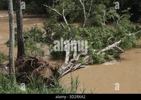 L'arbre déraciné se trouve tombé dans une rivière boueuse après une inondation destructrice Banque D'Images