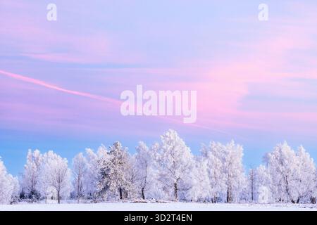 Arbres givrés au crépuscule avec un ciel rose coloré Banque D'Images