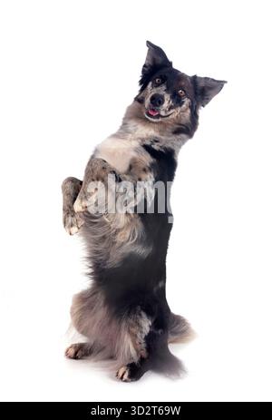Australian shepherd in front of white background Banque D'Images