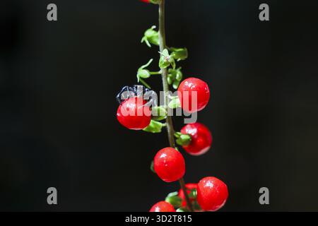 Gros plan vibrant de minuscule grappe de baies rouges sur tige de plante verte avec petit insecte. Cette image délicate de la nature, isolée sur fond noir, montre tranq Banque D'Images