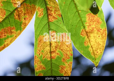 Gros plan de la feuille verte avec une tache jaune brun, signe de maladie ou de ravageur de la plante. triste vue de la maladie dans la nature, montrant la pourriture sur le feuillage détail de malade Banque D'Images