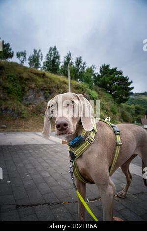 Chien de Weimaraner portant un harnais vert et une laisse, regardant la caméra, promenade en plein air sur le sentier pavé, jour couvert, fond de colline verte, Portrait d'animal de compagnie Banque D'Images