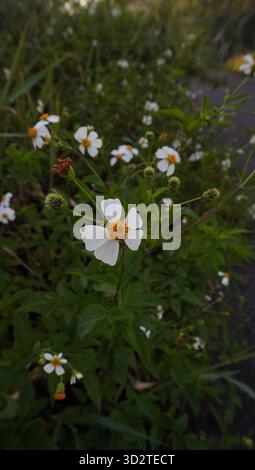 Fleurs blanches de Bidens Alba Banque D'Images