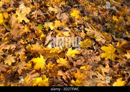 Un tapis dense de feuilles d'érable tombées couvre le sol de la forêt, brillant avec des nuances de jaune, d'or et de brun. Banque D'Images