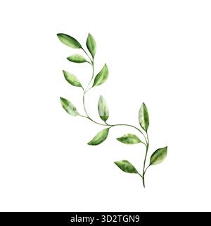 Branche avec feuilles. Aquarelle dessinée à la main pastel grimpant liane verte. Illustration botanique isolée sur fond transparent. Parfait pour tropical Banque D'Images