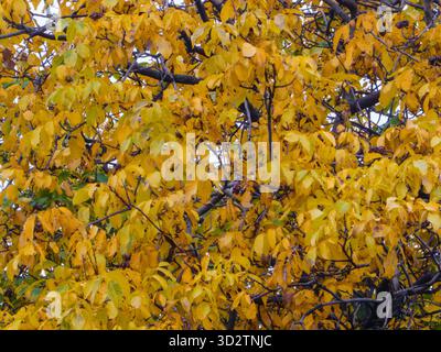 Feuilles d'automne jaune brillant remplissant la canopée de l'arbre Banque D'Images