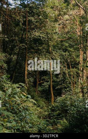 Luxuriante canopée de la jungle dans la forêt nuageuse de Monteverde, Costa Rica Banque D'Images