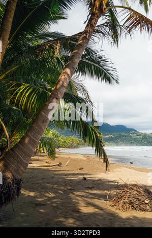 Palmiers penchés sur la plage d'Uvita, parc national de Marino Ballena, Costa Rica Banque D'Images