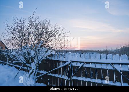 Le buisson d'aubépine d'hiver avec des baies rouges couvertes de neige se dresse par une clôture rustique contre un ciel de coucher de soleil pastel. Jardin extérieur, paysage rural, résilience Banque D'Images