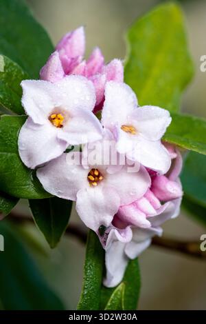 Daphne bholua « Jacqueline Postill » fleurissant dans un jardin d’hiver, arbuste persistant parfumé avec des fleurs roses. Banque D'Images