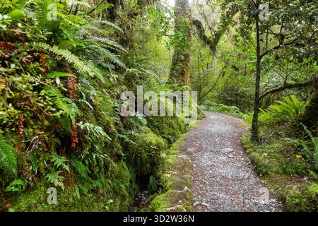 Le Routeburn Track traverse une forêt tropicale tempérée dense dans le Fiordland, Île du Sud, Nouvelle-Zélande Banque D'Images