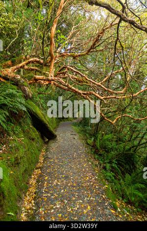 Le Routeburn Track traverse une forêt tropicale tempérée dense dans le Fiordland, Île du Sud, Nouvelle-Zélande Banque D'Images