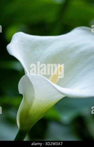 Zantedeschia aethiopica, Calla Lily Banque D'Images