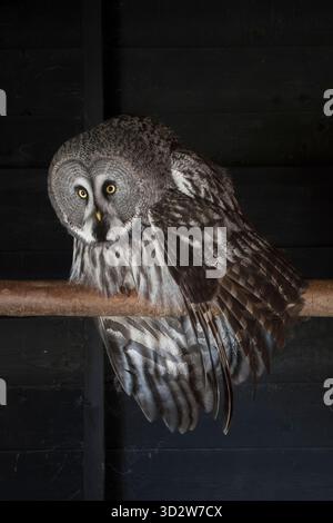 Une chouette grise ou chouette de Laponie (Strix nebulosa) captive, la plus grande espèce de chouette au monde par sa longueur. On les trouve à travers l'hémisphère nord Banque D'Images