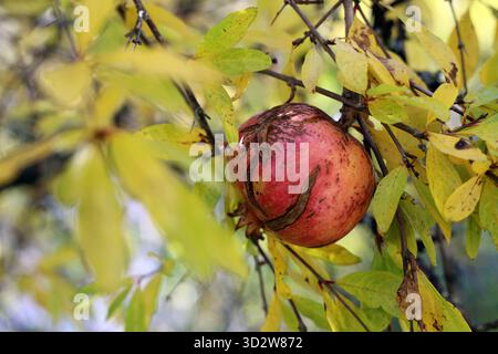Une grenade mûre pend sur une branche élancée, entourée de feuilles jaunes d'automne. Gros plan capture les couleurs chaudes de saison et la beauté naturelle. Banque D'Images