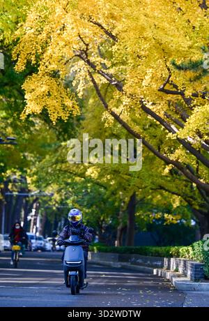 Pékin, Chine. 3 novembre 2025. Cette photo prise le 3 novembre 2025 montre le paysage d'automne à Pékin, capitale de la Chine. Crédit : Chen Yehua/Xinhua/Alamy Live News Banque D'Images
