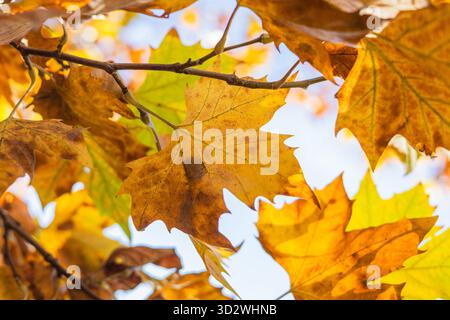Des feuilles de sycomore dorées et orangées brillamment rétro-éclairées pendent d'une branche contre un ciel clair et clair en automne. Banque D'Images