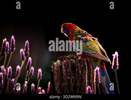Rosella cramoisie perchée sur Tree Stump au milieu de la lavande Banque D'Images